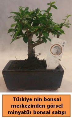 Japon aac bonsai sat ithal grsel  Ankara batkent iek yolla 