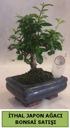 thal japon aac bonsai bitkisi sat  Ankara eryaman ieki telefonlar 