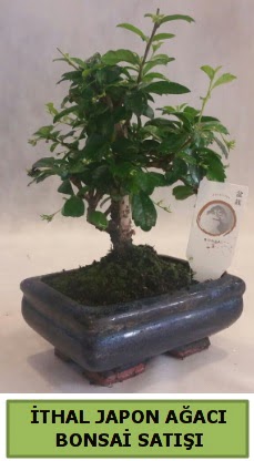 �thal japon a�ac� bonsai bitkisi sat���  Ankara eryaman �i�ek�i telefonlar� 