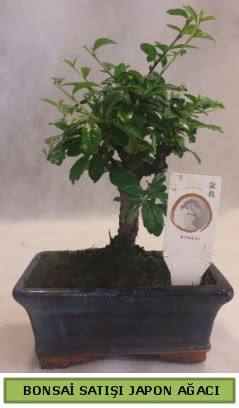 Minyatr bonsai aac sat  Ankara sincan iek gnderme 