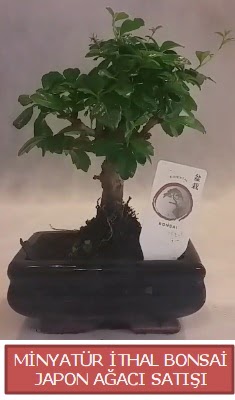 K���k g�rsel bonsai japon a�ac� bitkisi  Ankara etimesgut �i�ek , �i�ek�i , �i�ek�ilik 