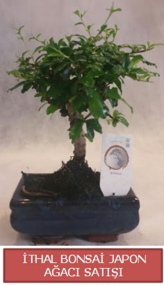 �thal k���k boy minyat�r bonsai a�a� bitkisi  Ankara eryaman �i�ek�i telefonlar� 
