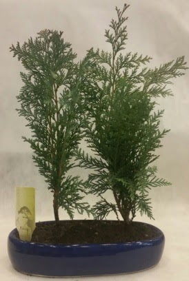 SINIRLI SAYIDA Selvi A�ac� bonsai ikili  Ankara eryaman �i�ek�i telefonlar� 