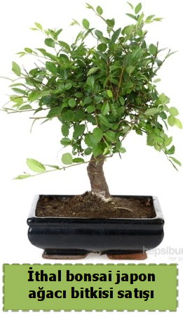 �thal bonsai saks� �i�e�i Japon a�ac� sat���  Ankara yenimahalle �nternetten �i�ek sipari�i 
