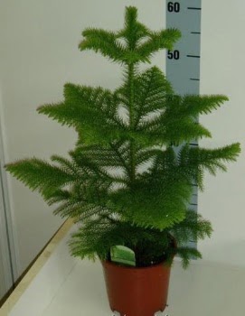 60 cm Salon �am� araucaria heterophylla  Ankara sincan �i�ek g�nderme 