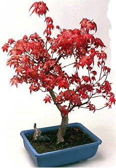 Amerikan akaaa bonsai bitkisi  Ankara batkent iek yolla 