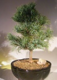 �am a�ac� bonsai bitkisi sat���  Ankara demetevler ucuz �i�ek g�nder 
