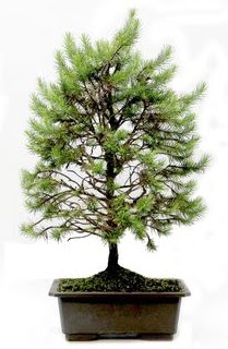 *** STOKTA YOK - �am a�ac� bonsai bitkisi sat���  Ankara cicekciler , cicek siparisi 
