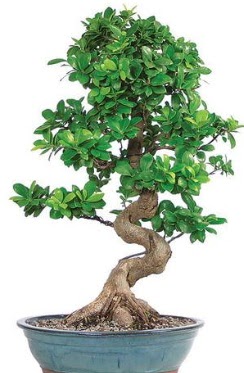 Yaklak 70 cm yksekliinde ithal bonsai  Ankara eryaman ieki telefonlar 