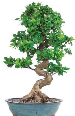 Yakla��k 70 cm y�ksekli�inde ithal bonsai  Ankara eryaman �i�ek�i telefonlar� 