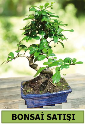 �am bonsai japon a�ac� sat���  Ankara gimat �i�ek sat��� 