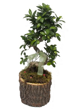 Doal ktkte bonsai saks bitkisi  Ankara yenimahalle nternetten iek siparii 