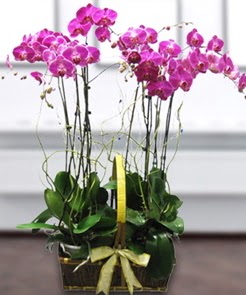 7 dall mor lila orkide  Ankara ostim iek gnderme sitemiz gvenlidir 