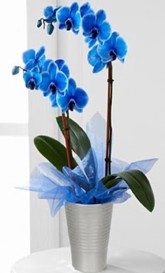 Seramik vazo ierisinde 2 dall mavi orkide  Ankara etimesgut iek , ieki , iekilik 