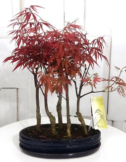 5 adet japon akaaa bonsai iei  Ankara gimat iek sat 