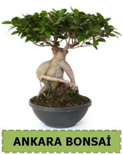 Bonsai sat���  Ankara gimat �i�ek sat��� 