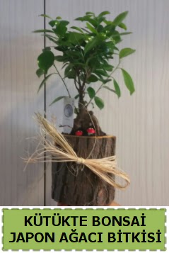 K�t�k i�erisinde do�al bonsai a�ac�  Ankara eryaman �i�ek�i telefonlar� 