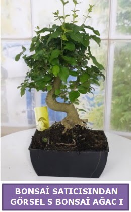 S dal e�rili�i bonsai japon a�ac�  Ankara gimat �i�ek sat��� 