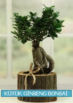 Ktk aa ierisinde ginseng bonsai  Ankara ostim iek gnderme sitemiz gvenlidir 