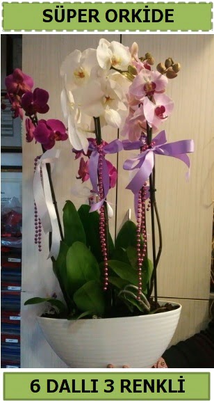 6 dall 3 renk zel vazoda orkide iei  Ankara gimat iek sat 