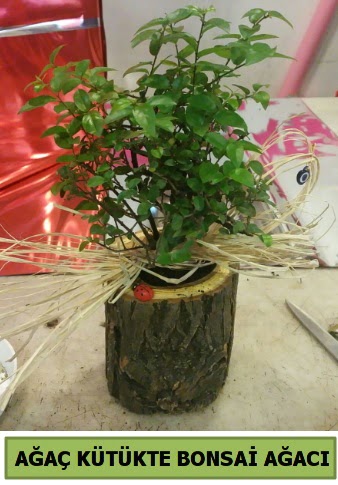 Doal aa ktk ierisinde bonsai aac  Ankara ostim iek gnderme sitemiz gvenlidir 