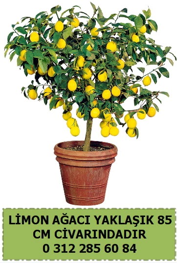 Limon aac bitkisi  Ankara gimat iek sat 
