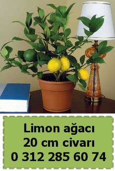 Limon aac bitkisi  Ankara eryaman ieki telefonlar 