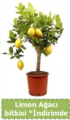 Limon aac bitkisi Ev iin limon bitkisi  Ankara etimesgut iek , ieki , iekilik 