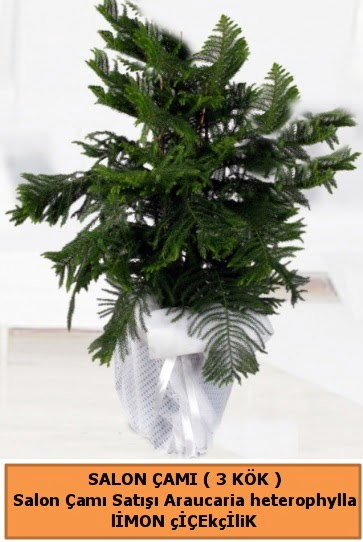 Araucaria heterophylla Salon �am�  Ankara ivedik hediye �i�ek yolla 