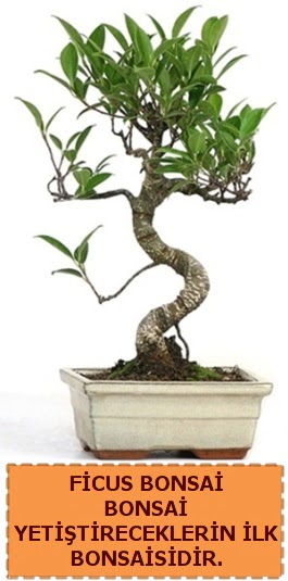 Ficus bonsai 15 ile 25 cm aras�ndad�r  Ankara bat�kent �i�ek yolla 