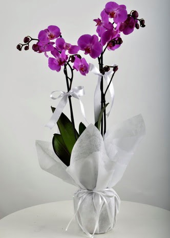 ift dall saksda mor orkide iei  Ankara varlk mahallesi iek siparii vermek 
