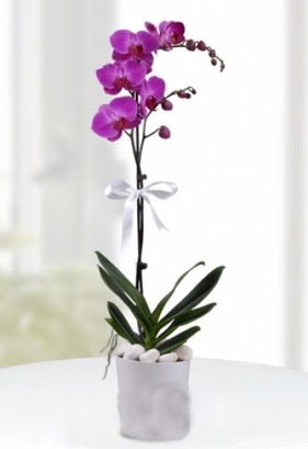 Tek dall saksda mor orkide iei  Ankara macunky iekiler 