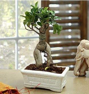 Marvellous Bonsai ginseng  Ankara laleg�l �i�ek sipari�i sitesi 