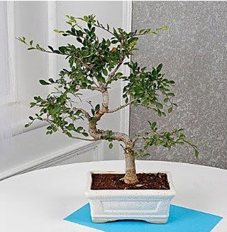 Unique Ulmus S Shaped Bonsai  Ankara bilkent �i�ek online �i�ek sipari�i 