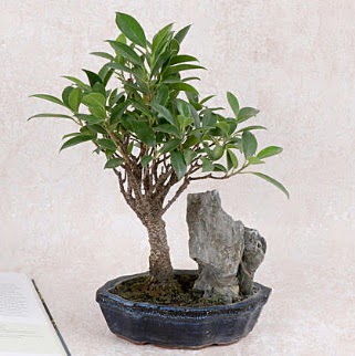 Japon a�ac� Evergreen Ficus Bonsai  Ankara ostim �i�ek g�nderme sitemiz g�venlidir 