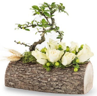 Do�al k�t�kte bonsai a�ac� ve 7 beyaz g�l  Ankara ostim �i�ek g�nderme sitemiz g�venlidir 