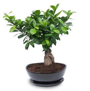 Ginseng bonsai aac zel ithal rn  Ankara karacakaya internetten iek sat 