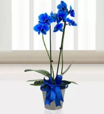 ift dall mavi orkide  Ankara gimat iek sat 