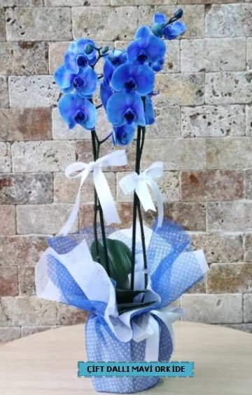 ift dall ithal mavi orkide  Ankara batkent iek yolla 