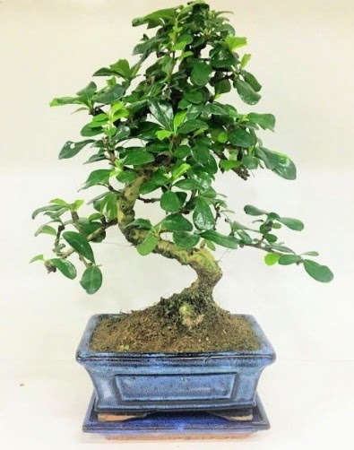 S Bonsai japon a�ac� bitkisi  Ankara uluslararas� �i�ek g�nderme 