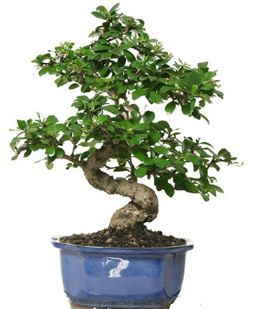 21 ile 25 cm aras� �zel S bonsai japon a�ac�  Ankara eryaman �i�ek�i telefonlar� 