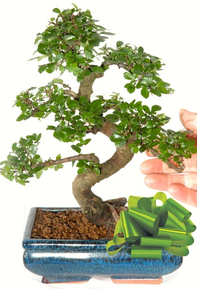 Yaklak 25 cm boyutlarnda S bonsai  Ankara lalegl iek siparii sitesi 