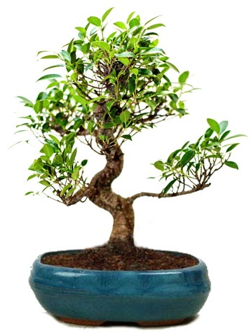 25 cm ile 30 cm aralnda Ficus S bonsai  Ankara ostim iek gnderme sitemiz gvenlidir 