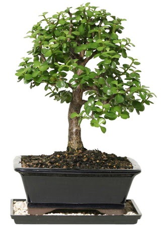 15 cm civar Zerkova bonsai bitkisi  Ankara lalegl iek siparii sitesi 