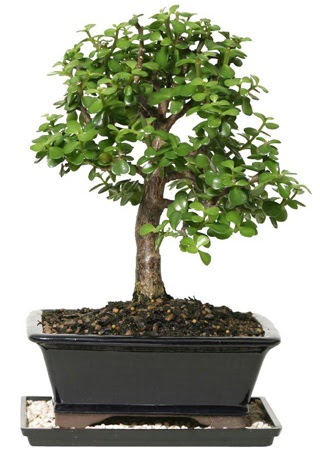 15 cm civar� Zerkova bonsai bitkisi  Ankara laleg�l �i�ek sipari�i sitesi 