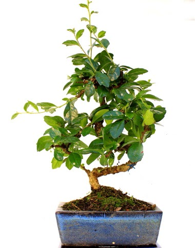 S g�vdeli carmina bonsai a�ac�  Ankara bat�kent �i�ek yolla  Minyat�r a�a�