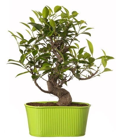 Ficus S g�vdeli muhte�em bonsai  Ankara laleg�l �i�ek sipari�i sitesi 