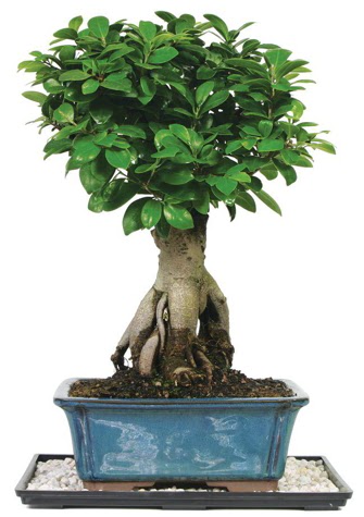 Bonsai Ginsing Grafted Ficus Bonsai  Ankara bat�kent �i�ek yolla 