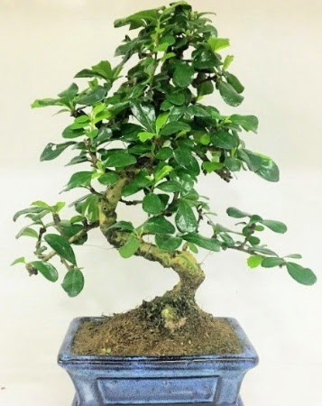 Zelkova S g�vdeli Minyat�r a�a� Bonzai  Ankara sincan �i�ek g�nderme 