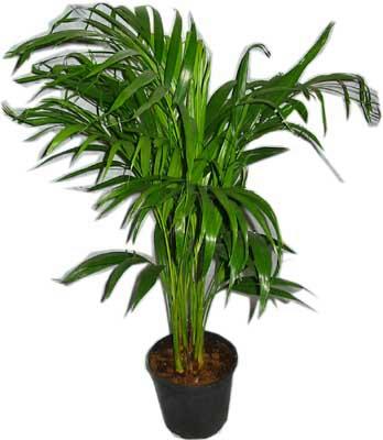  Ankara �mitk�y �i�ek servisi , �i�ek�i adresleri  Areca palm  